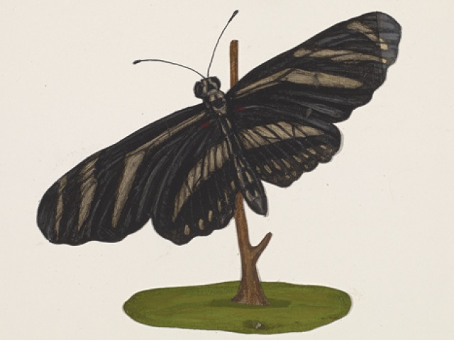 Forty Acres Field Guide: Zebra Longwing Butterfly