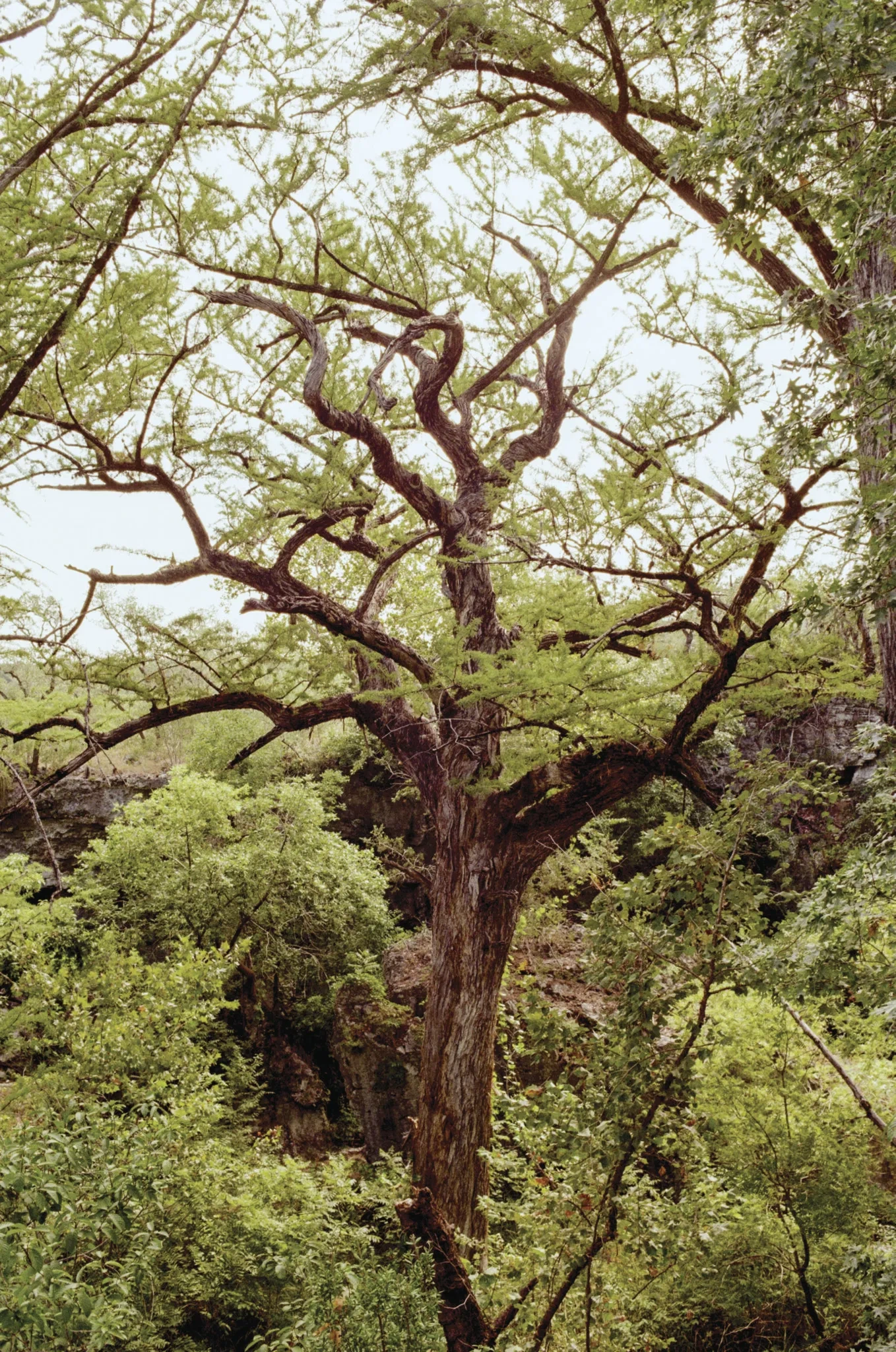 a centuries old cypress tree emerges from the river