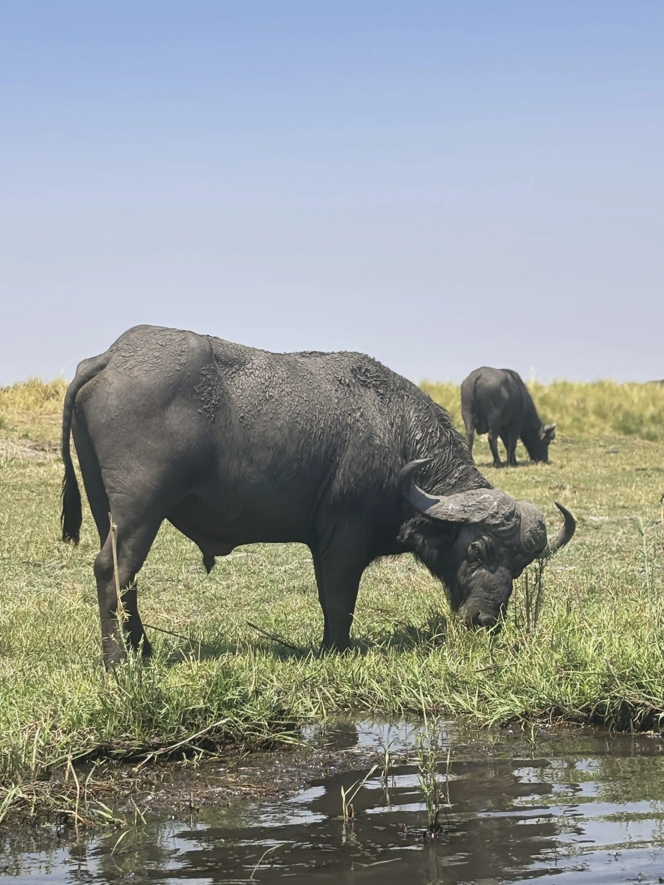 A buffalo at a riverbank.