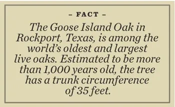 Oak Fact