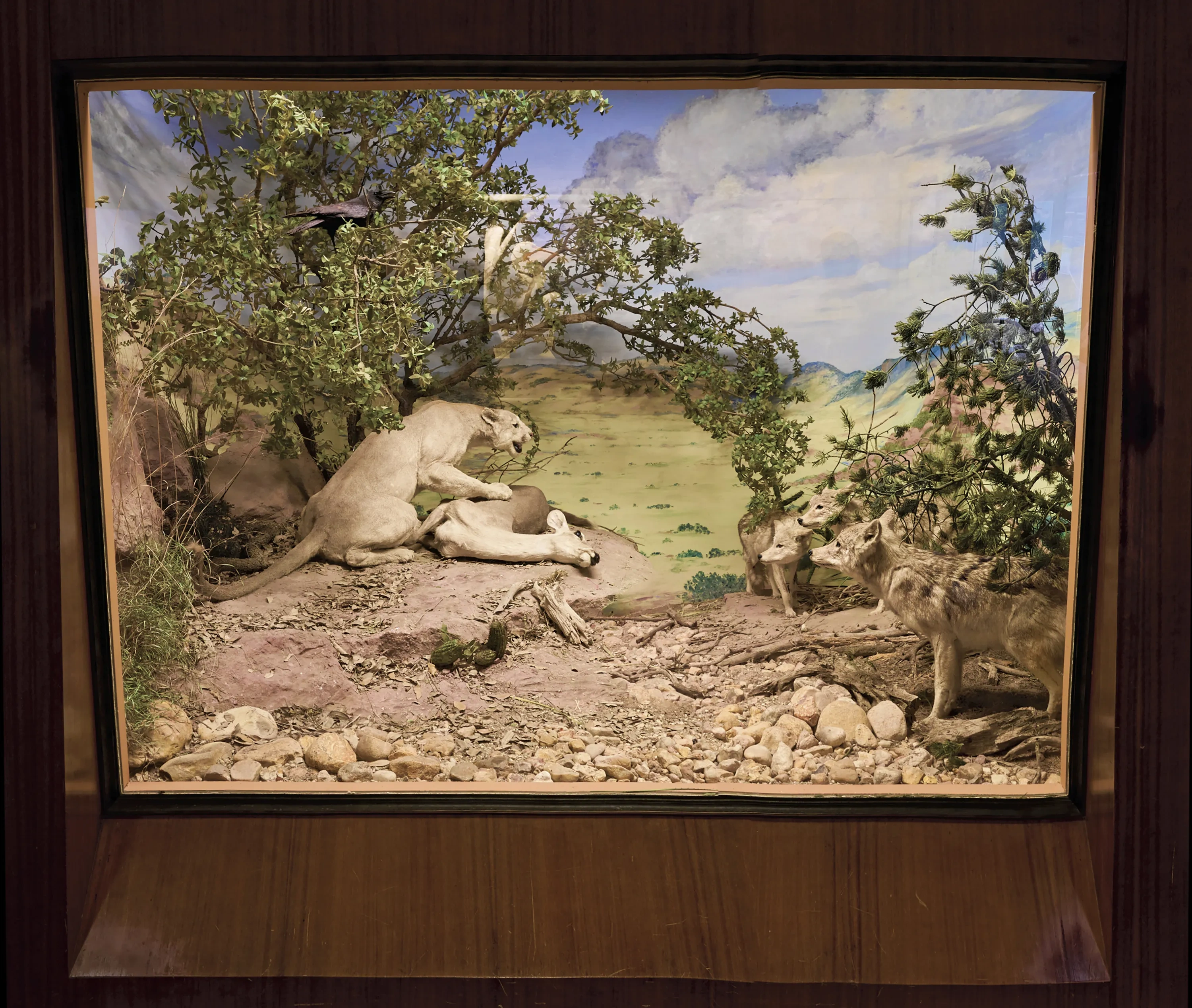 Mountain lion diorama in the Texas Wildlife Gallery.