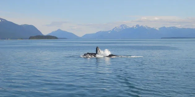 Flying Longhorns Chill Out, Watch Whales "Bubble Net" in Alaska