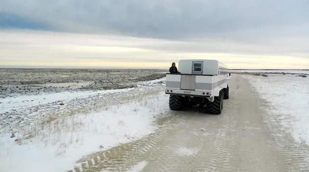 Polar Bear Travel 3
