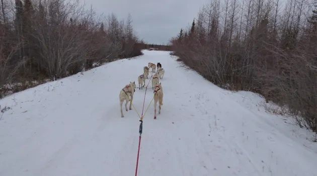 Polar Bear Travel 4