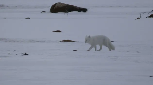 Polar Bear Travel 5