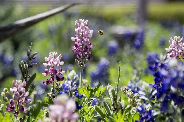 Maroon Bluebonnets Spotted on Campus; Nature Will Destroy Them