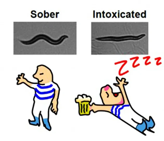 drunkwormsRESIZE