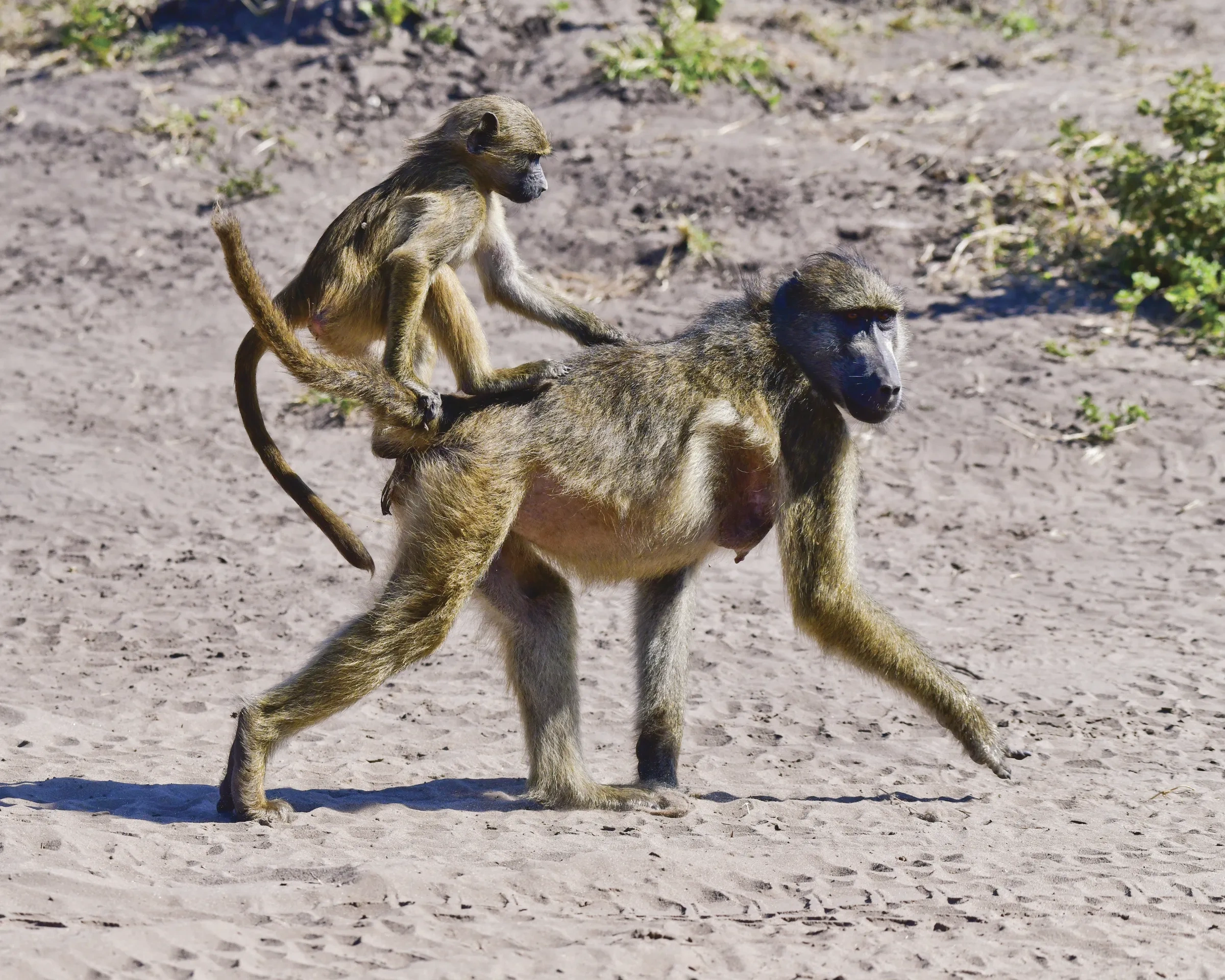 A mother baboon carries her baby on her back.
