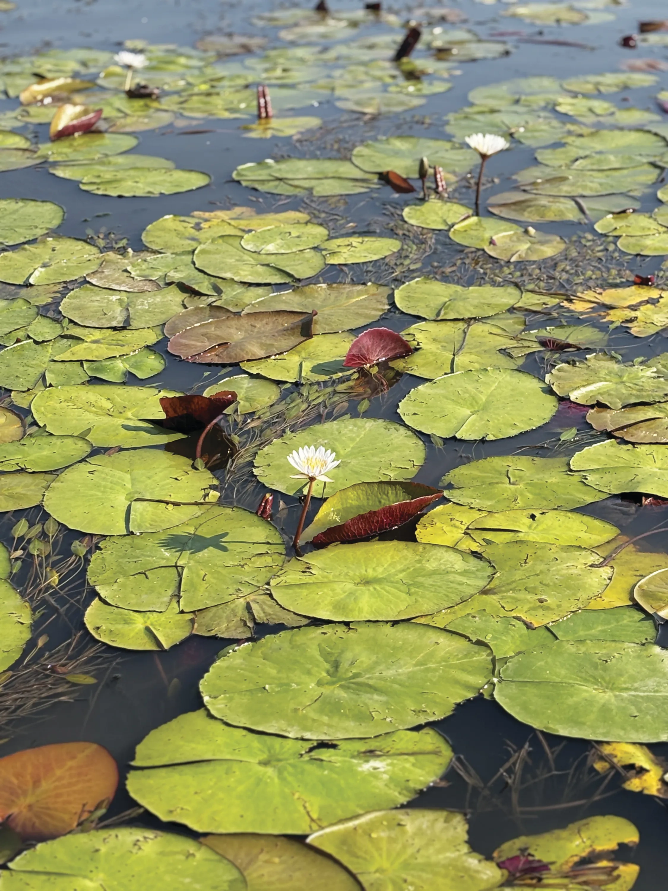 Lily pads on a river.