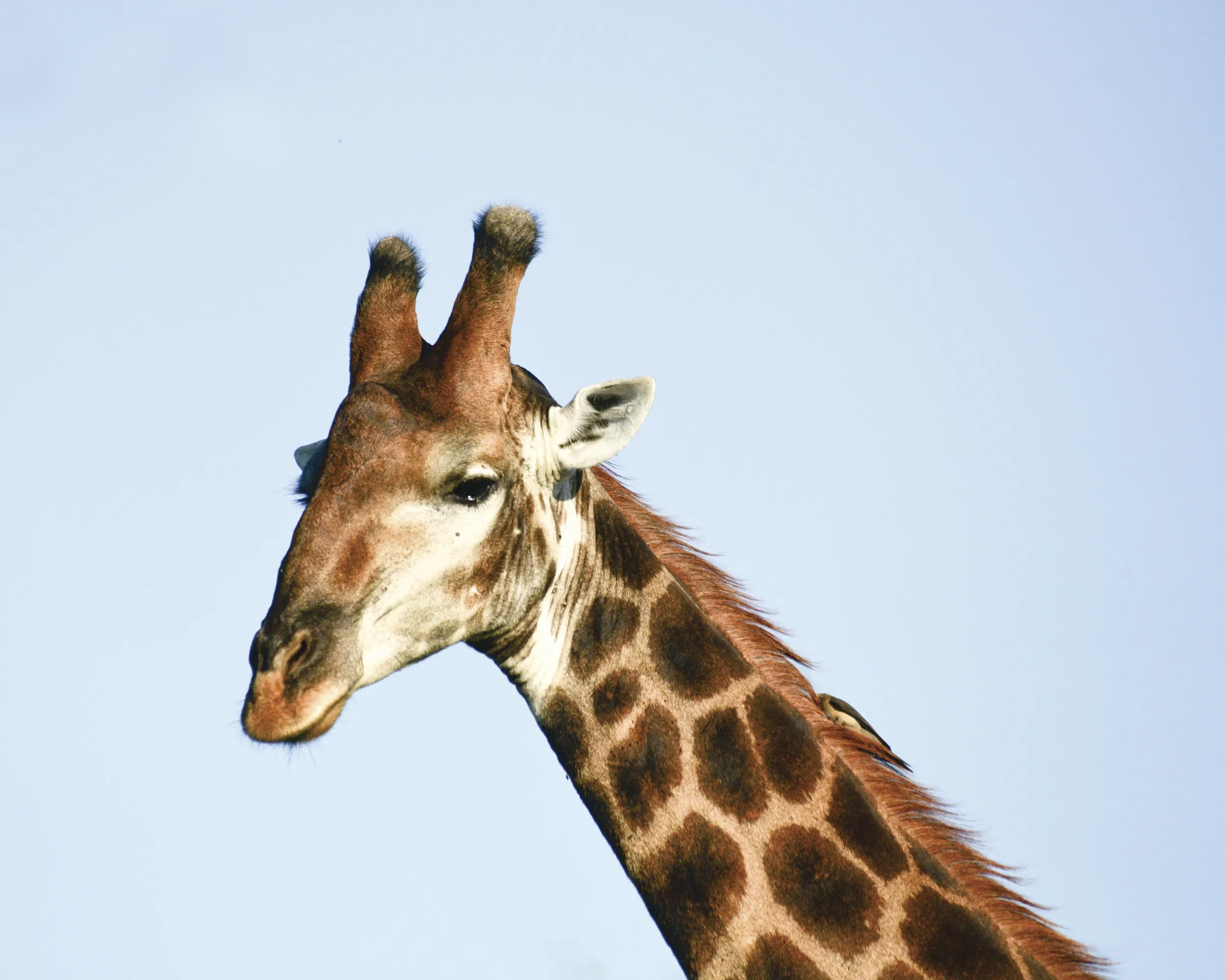 A giraffe head.