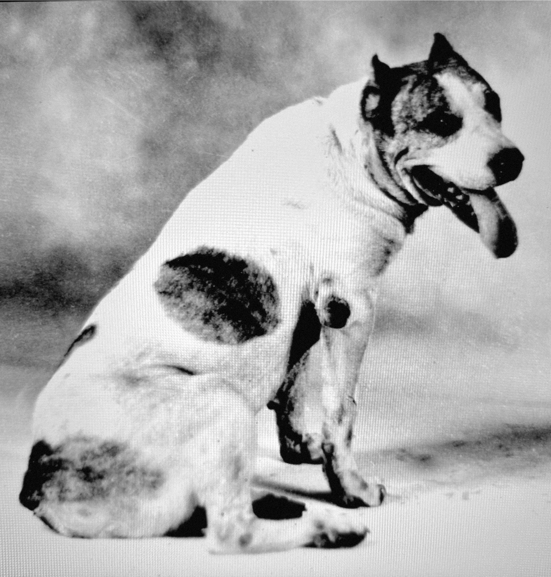 An archival photo of a sitting white dog with a black spot on its midsection.