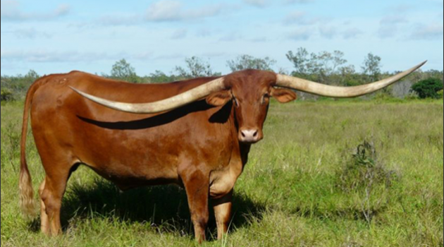 World’s Longest-Horned Longhorn is an Aussie [Watch] | The Alcalde