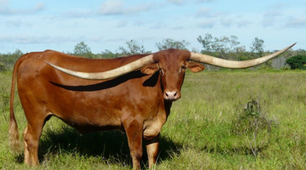 World’s Longest-Horned Longhorn is an Aussie [Watch] | The Alcalde